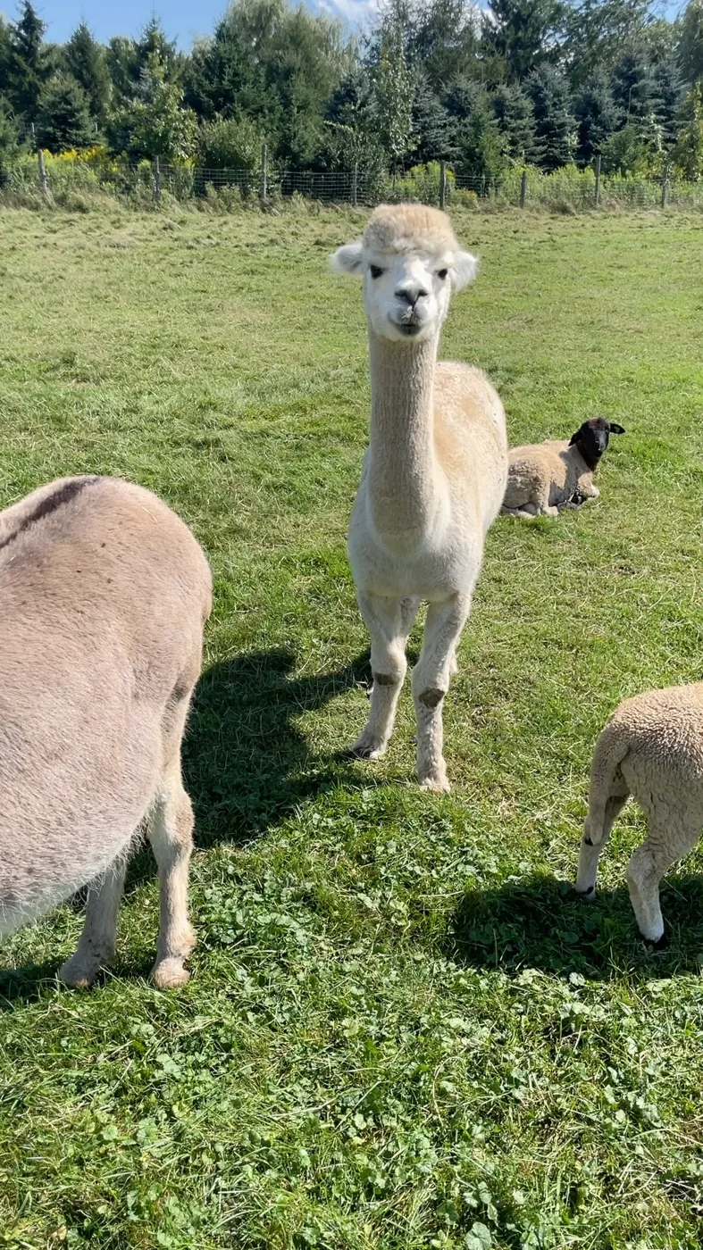 Alpaca in a Townships field