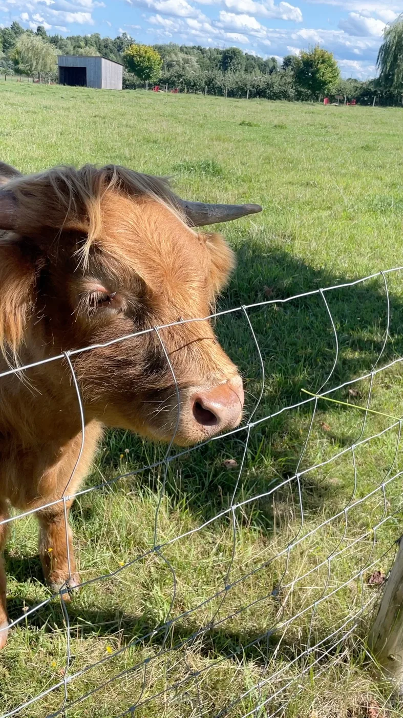 A curious highland cow at a fence line
